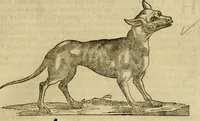 An illustration from Rerum medicarum Novae Hispaniae thesaurus, seu, Plantarum animalium mineralium Mexicanorum historia (1651)