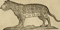 An illustration from Rerum medicarum Novae Hispaniae thesaurus, seu, Plantarum animalium mineralium Mexicanorum historia (1651)