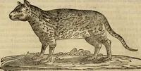 An illustration from Rerum medicarum Novae Hispaniae thesaurus, seu, Plantarum animalium mineralium Mexicanorum historia (1651)