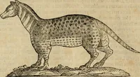 An illustration from Rerum medicarum Novae Hispaniae thesaurus, seu, Plantarum animalium mineralium Mexicanorum historia (1651)