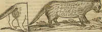 An illustration from Rerum medicarum Novae Hispaniae thesaurus, seu, Plantarum animalium mineralium Mexicanorum historia (1651)
