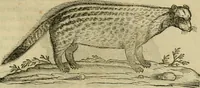 An illustration from Rerum medicarum Novae Hispaniae thesaurus, seu, Plantarum animalium mineralium Mexicanorum historia (1651)