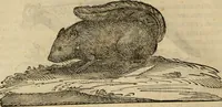 An illustration from Rerum medicarum Novae Hispaniae thesaurus, seu, Plantarum animalium mineralium Mexicanorum historia (1651)