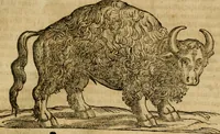 An illustration from Rerum medicarum Novae Hispaniae thesaurus, seu, Plantarum animalium mineralium Mexicanorum historia (1651)