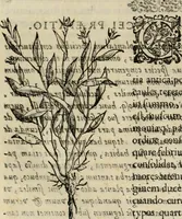 An illustration from Rerum medicarum Novae Hispaniae thesaurus, seu, Plantarum animalium mineralium Mexicanorum historia (1651)