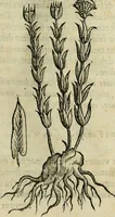 Picture 10 of 812 from Rerum medicarum Novae Hispaniae thesaurus, seu, Plantarum animalium mineralium Mexicanorum historia (1651), leaf 66