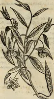 Picture 11 of 812 from Rerum medicarum Novae Hispaniae thesaurus, seu, Plantarum animalium mineralium Mexicanorum historia (1651), leaf 67