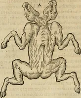 An illustration from Rerum medicarum Novae Hispaniae thesaurus, seu, Plantarum animalium mineralium Mexicanorum historia (1651)