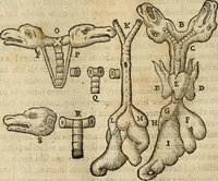 An illustration from Rerum medicarum Novae Hispaniae thesaurus, seu, Plantarum animalium mineralium Mexicanorum historia (1651)