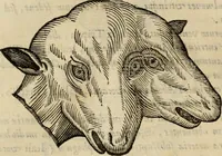 An illustration from Rerum medicarum Novae Hispaniae thesaurus, seu, Plantarum animalium mineralium Mexicanorum historia (1651)