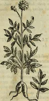 Picture 12 of 812 from Rerum medicarum Novae Hispaniae thesaurus, seu, Plantarum animalium mineralium Mexicanorum historia (1651), leaf 68