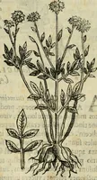 An illustration from Rerum medicarum Novae Hispaniae thesaurus, seu, Plantarum animalium mineralium Mexicanorum historia (1651)