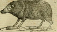 An illustration from Rerum medicarum Novae Hispaniae thesaurus, seu, Plantarum animalium mineralium Mexicanorum historia (1651)