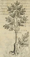 An illustration from Rerum medicarum Novae Hispaniae thesaurus, seu, Plantarum animalium mineralium Mexicanorum historia (1651)