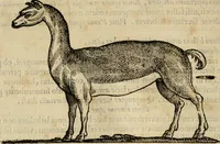 An illustration from Rerum medicarum Novae Hispaniae thesaurus, seu, Plantarum animalium mineralium Mexicanorum historia (1651)