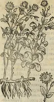 An illustration from Rerum medicarum Novae Hispaniae thesaurus, seu, Plantarum animalium mineralium Mexicanorum historia (1651)