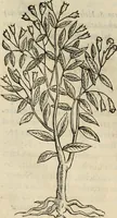Picture 17 of 812 from Rerum medicarum Novae Hispaniae thesaurus, seu, Plantarum animalium mineralium Mexicanorum historia (1651), leaf 71