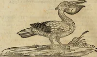 An illustration from Rerum medicarum Novae Hispaniae thesaurus, seu, Plantarum animalium mineralium Mexicanorum historia (1651)