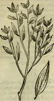 An illustration from Rerum medicarum Novae Hispaniae thesaurus, seu, Plantarum animalium mineralium Mexicanorum historia (1651)