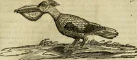 An illustration from Rerum medicarum Novae Hispaniae thesaurus, seu, Plantarum animalium mineralium Mexicanorum historia (1651)