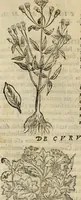 An illustration from Rerum medicarum Novae Hispaniae thesaurus, seu, Plantarum animalium mineralium Mexicanorum historia (1651)