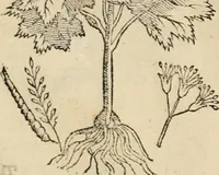 Picture 20 of 812 from Rerum medicarum Novae Hispaniae thesaurus, seu, Plantarum animalium mineralium Mexicanorum historia (1651), leaf 73