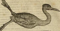 An illustration from Rerum medicarum Novae Hispaniae thesaurus, seu, Plantarum animalium mineralium Mexicanorum historia (1651)