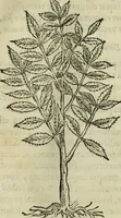 An illustration from Rerum medicarum Novae Hispaniae thesaurus, seu, Plantarum animalium mineralium Mexicanorum historia (1651)