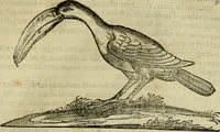 An illustration from Rerum medicarum Novae Hispaniae thesaurus, seu, Plantarum animalium mineralium Mexicanorum historia (1651)