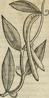 An illustration from Rerum medicarum Novae Hispaniae thesaurus, seu, Plantarum animalium mineralium Mexicanorum historia (1651)