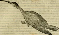 An illustration from Rerum medicarum Novae Hispaniae thesaurus, seu, Plantarum animalium mineralium Mexicanorum historia (1651)