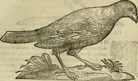 An illustration from Rerum medicarum Novae Hispaniae thesaurus, seu, Plantarum animalium mineralium Mexicanorum historia (1651)