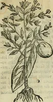 An illustration from Rerum medicarum Novae Hispaniae thesaurus, seu, Plantarum animalium mineralium Mexicanorum historia (1651)