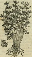 An illustration from Rerum medicarum Novae Hispaniae thesaurus, seu, Plantarum animalium mineralium Mexicanorum historia (1651)