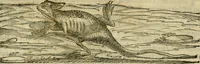 An illustration from Rerum medicarum Novae Hispaniae thesaurus, seu, Plantarum animalium mineralium Mexicanorum historia (1651)