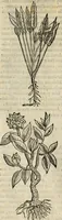 An illustration from Rerum medicarum Novae Hispaniae thesaurus, seu, Plantarum animalium mineralium Mexicanorum historia (1651)