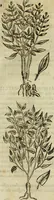 An illustration from Rerum medicarum Novae Hispaniae thesaurus, seu, Plantarum animalium mineralium Mexicanorum historia (1651)