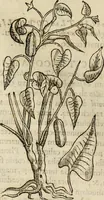 Picture 27 of 812 from Rerum medicarum Novae Hispaniae thesaurus, seu, Plantarum animalium mineralium Mexicanorum historia (1651), leaf 79