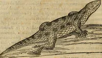 An illustration from Rerum medicarum Novae Hispaniae thesaurus, seu, Plantarum animalium mineralium Mexicanorum historia (1651)