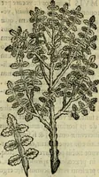 An illustration from Rerum medicarum Novae Hispaniae thesaurus, seu, Plantarum animalium mineralium Mexicanorum historia (1651)