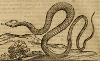 An illustration from Rerum medicarum Novae Hispaniae thesaurus, seu, Plantarum animalium mineralium Mexicanorum historia (1651)
