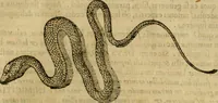 An illustration from Rerum medicarum Novae Hispaniae thesaurus, seu, Plantarum animalium mineralium Mexicanorum historia (1651)