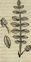 Picture 31 of 812 from Rerum medicarum Novae Hispaniae thesaurus, seu, Plantarum animalium mineralium Mexicanorum historia (1651), leaf 83