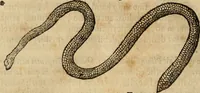 An illustration from Rerum medicarum Novae Hispaniae thesaurus, seu, Plantarum animalium mineralium Mexicanorum historia (1651)