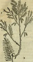 Picture 32 of 812 from Rerum medicarum Novae Hispaniae thesaurus, seu, Plantarum animalium mineralium Mexicanorum historia (1651), leaf 84