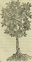 Picture 33 of 812 from Rerum medicarum Novae Hispaniae thesaurus, seu, Plantarum animalium mineralium Mexicanorum historia (1651), leaf 84