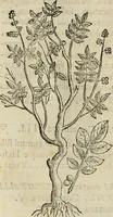 Picture 34 of 812 from Rerum medicarum Novae Hispaniae thesaurus, seu, Plantarum animalium mineralium Mexicanorum historia (1651), leaf 85