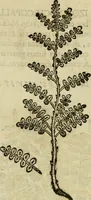 Picture 36 of 812 from Rerum medicarum Novae Hispaniae thesaurus, seu, Plantarum animalium mineralium Mexicanorum historia (1651), leaf 86
