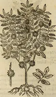 An illustration from Rerum medicarum Novae Hispaniae thesaurus, seu, Plantarum animalium mineralium Mexicanorum historia (1651)