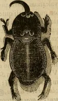 An illustration from Rerum medicarum Novae Hispaniae thesaurus, seu, Plantarum animalium mineralium Mexicanorum historia (1651)